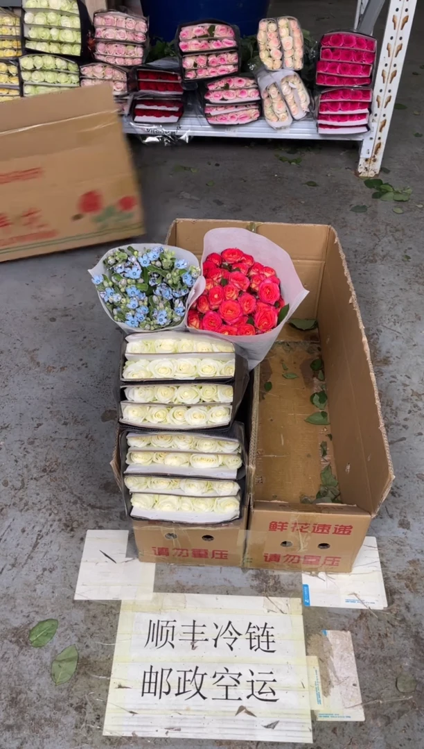骄傲2扎+爱丽丝1扎+蓝星花+喷泉草