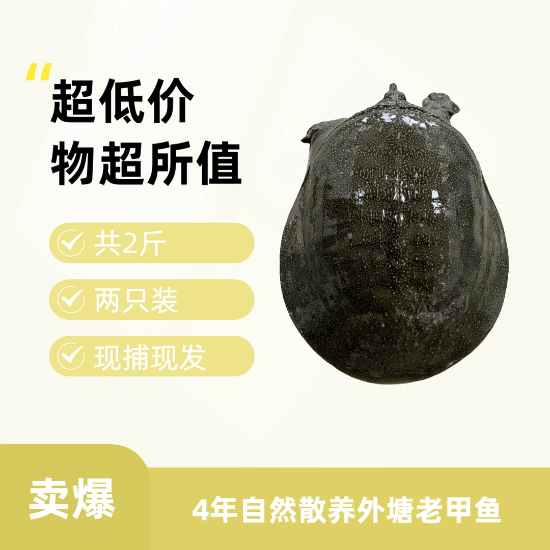 两只4年外塘甲鱼共2斤起顺丰快递包邮包活甲鱼鲜活新鲜甲鱼