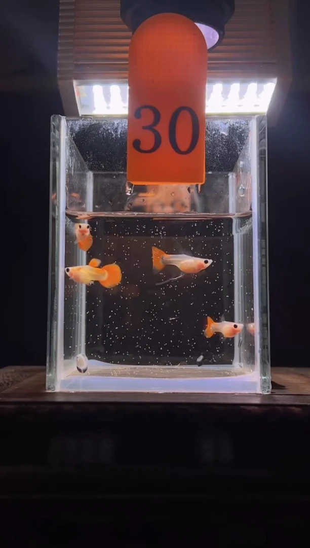 孔雀鱼 红礼服玻璃猫普通体30