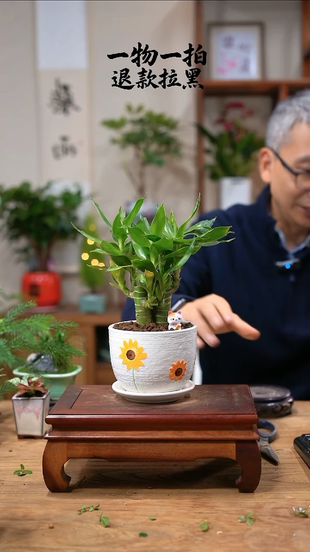 完全开放?富贵竹773