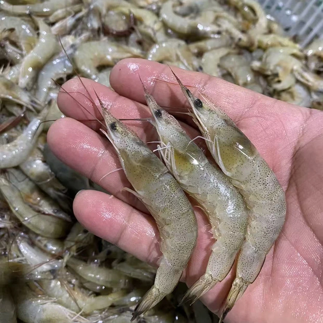 【三姐专属】山东威海纯野生白银虾4斤（介意大小介意掉头勿拍）