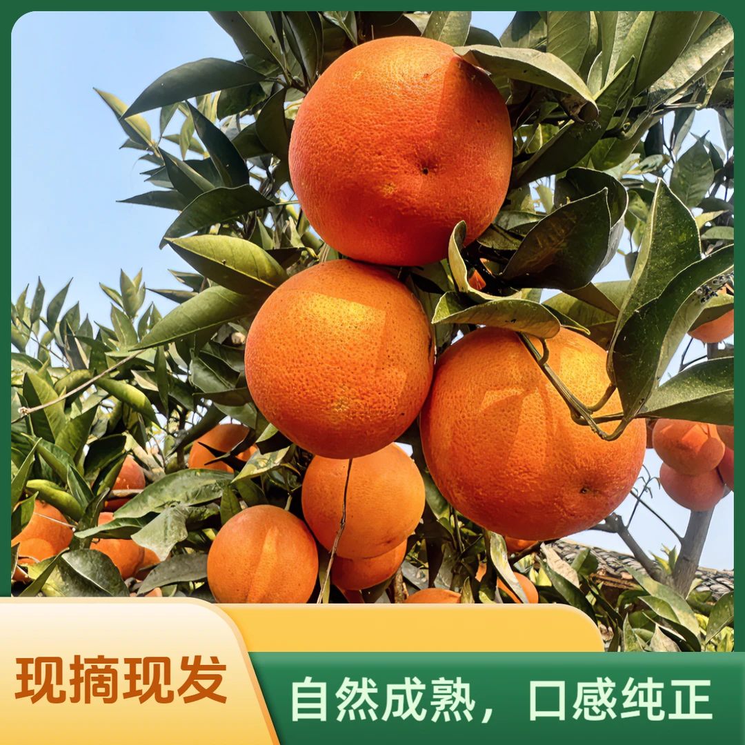【橙子9斤装】四川塔罗科血橙皮薄酸甜多汁细腻现摘新鲜水果