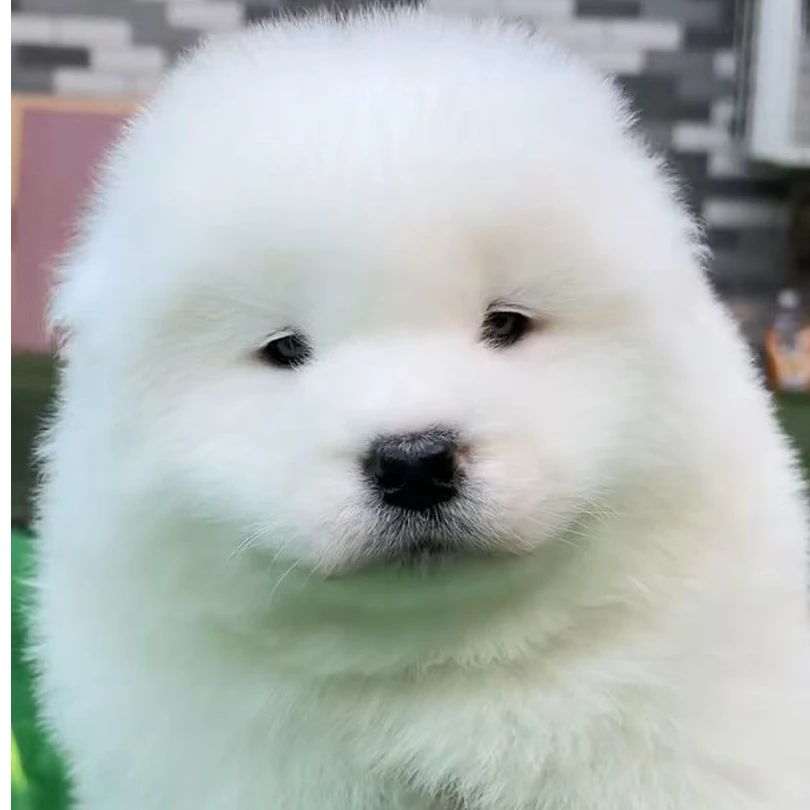 【萨摩耶】熊版萨摩耶宝宝白色毛量大家庭伴侣犬