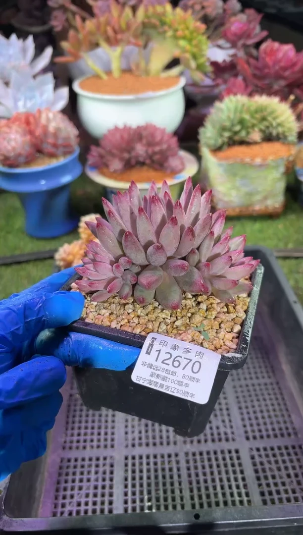 【闪购商品】12670