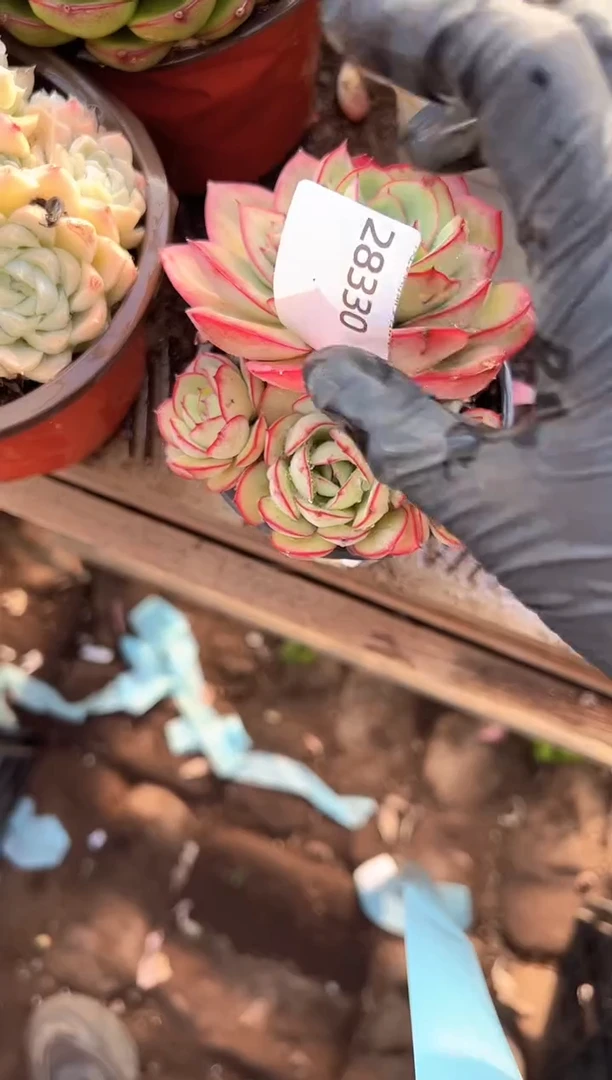 慢****。多肉植物一物一拍28330