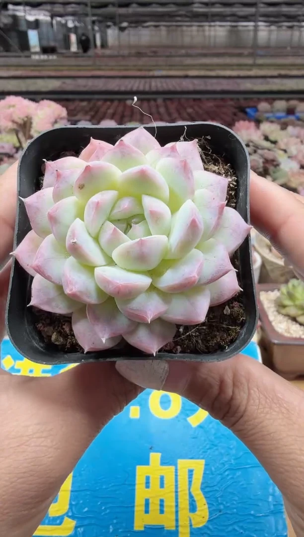 东云多肉园二店-25