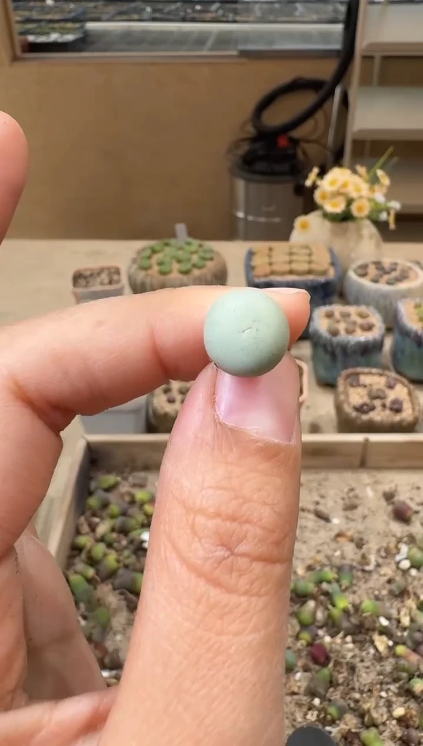 30-101多肉植物肉锥