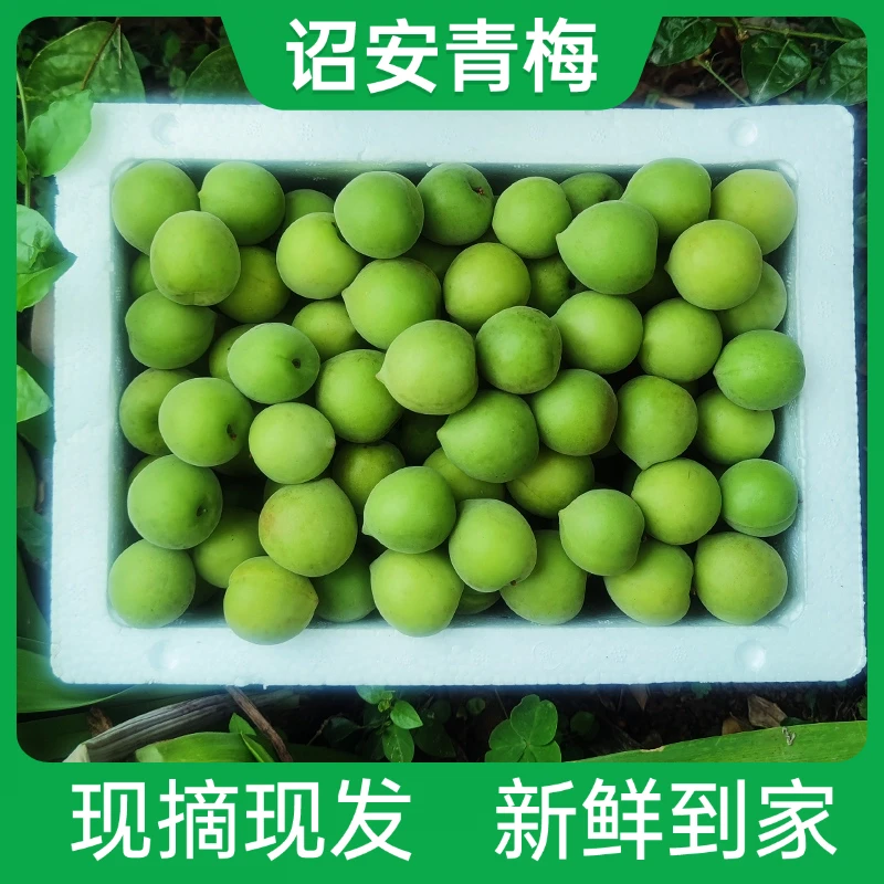 诏安高山新鲜青梅果现摘散装生梅子泡酒酸梅子酒酵素爽口腌制水果