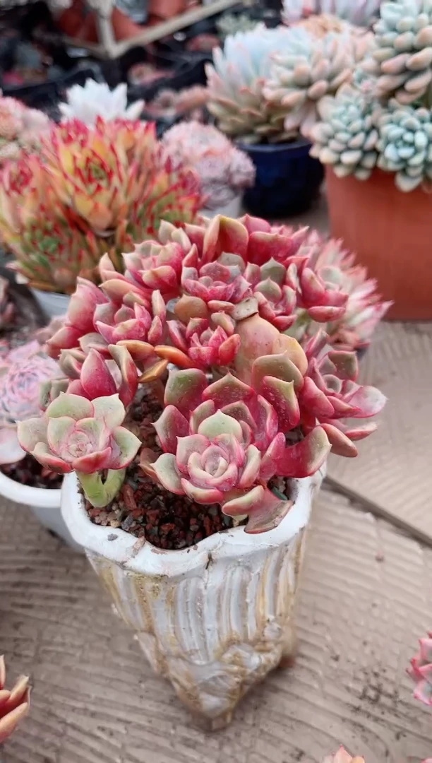 【闪购商品】07450