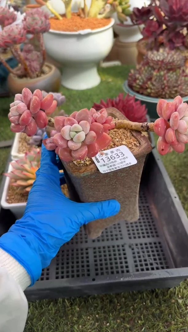 【闪购商品】13633