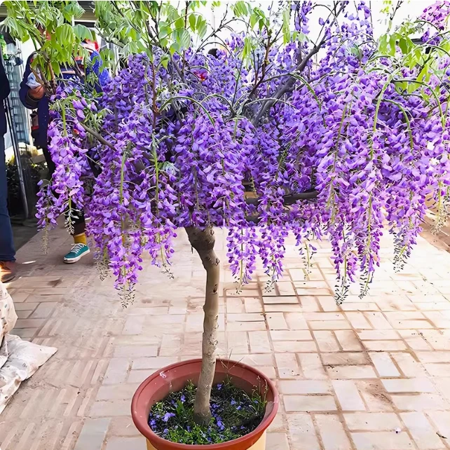 紫藤花树苗庭院盆栽攀爬爬藤植物紫藤萝花苗室外南北方种植