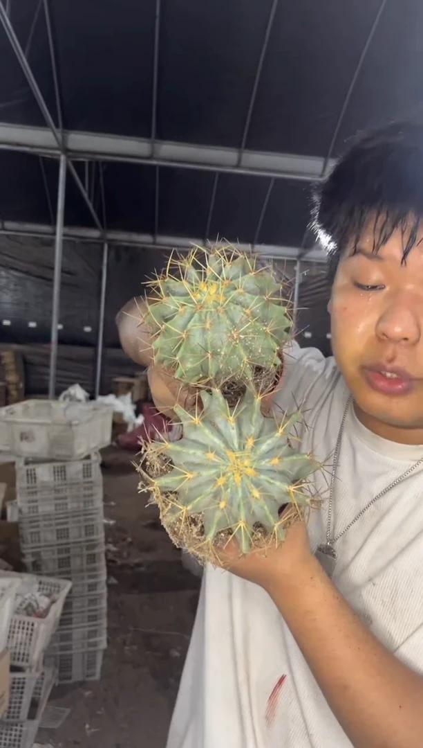 2颗 带刺 王冠龙 7-10cm