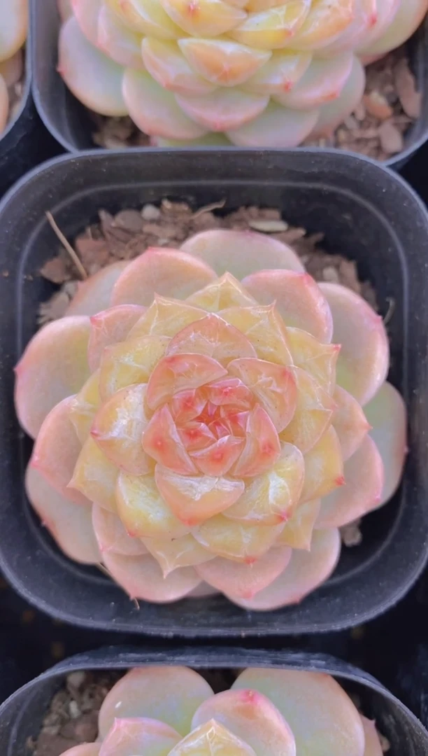 A317-千层雪糖心（量拍）