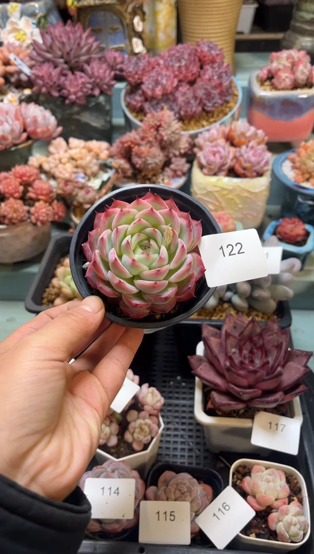 日***?122单头粉水晶多肉