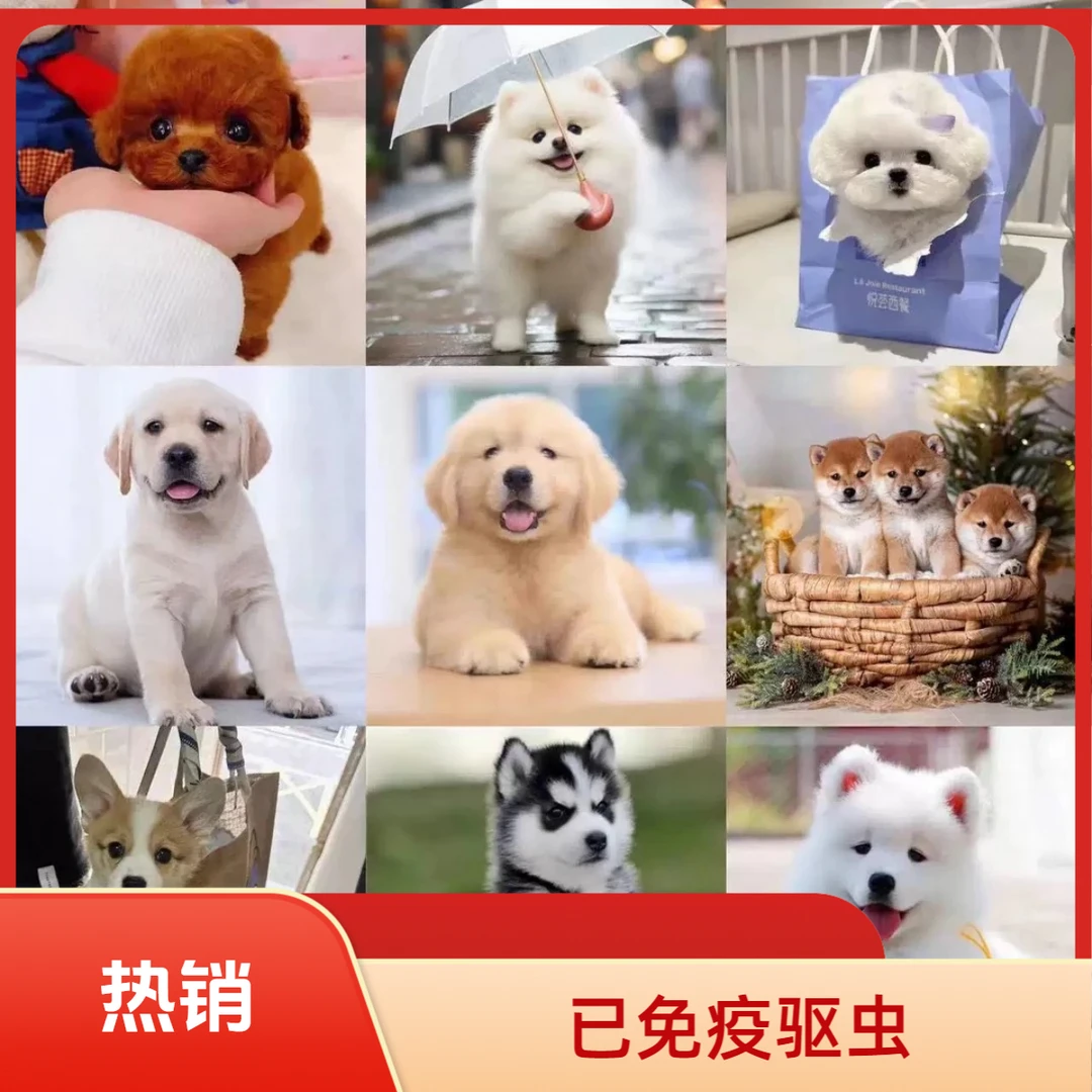 梅姐宠物活体狗狗批发链接