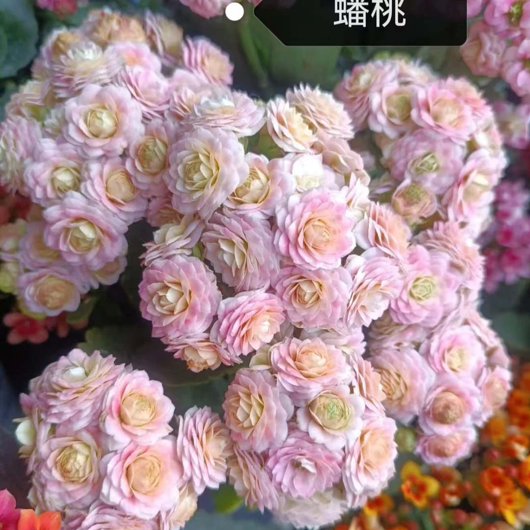 长寿花～【蟠桃】拍1棵送1棵长寿小苗