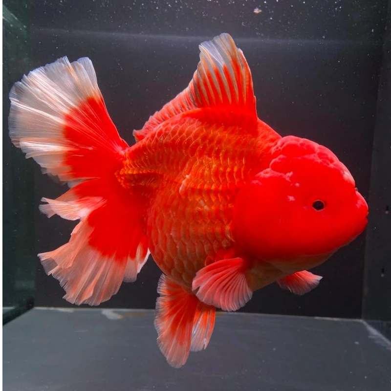 泰狮金鱼冷水鱼观赏鱼