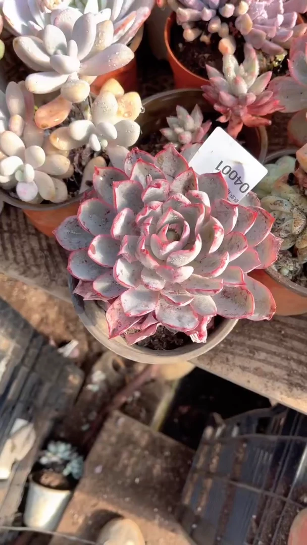 百****姐跃跃精品多肉04001