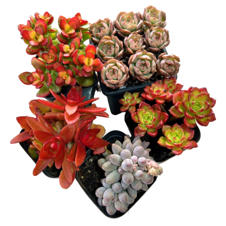 小精控多肉套餐组合 耐旱耐高温 云南基地直发 3单包邮