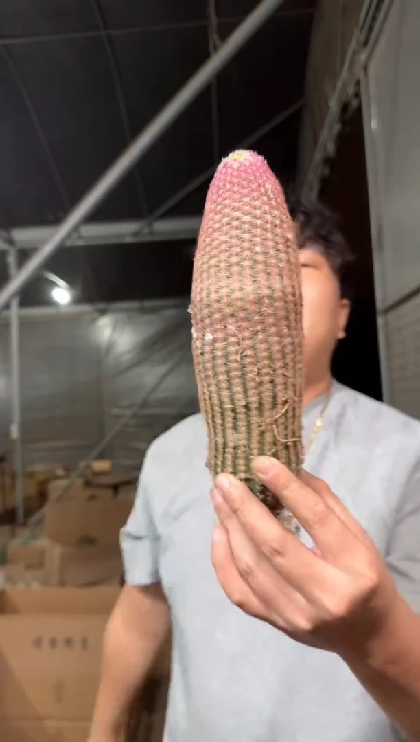 大单头 红太阳【带根】