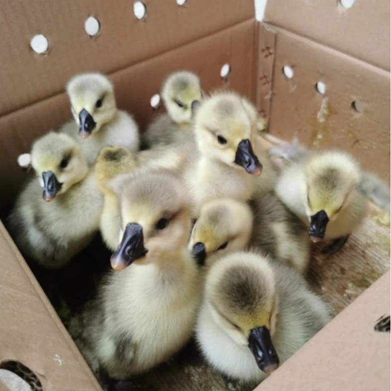 1号三两（左右）（狮头）娥大品种顺丰速运包邮宠物活体禽类活体