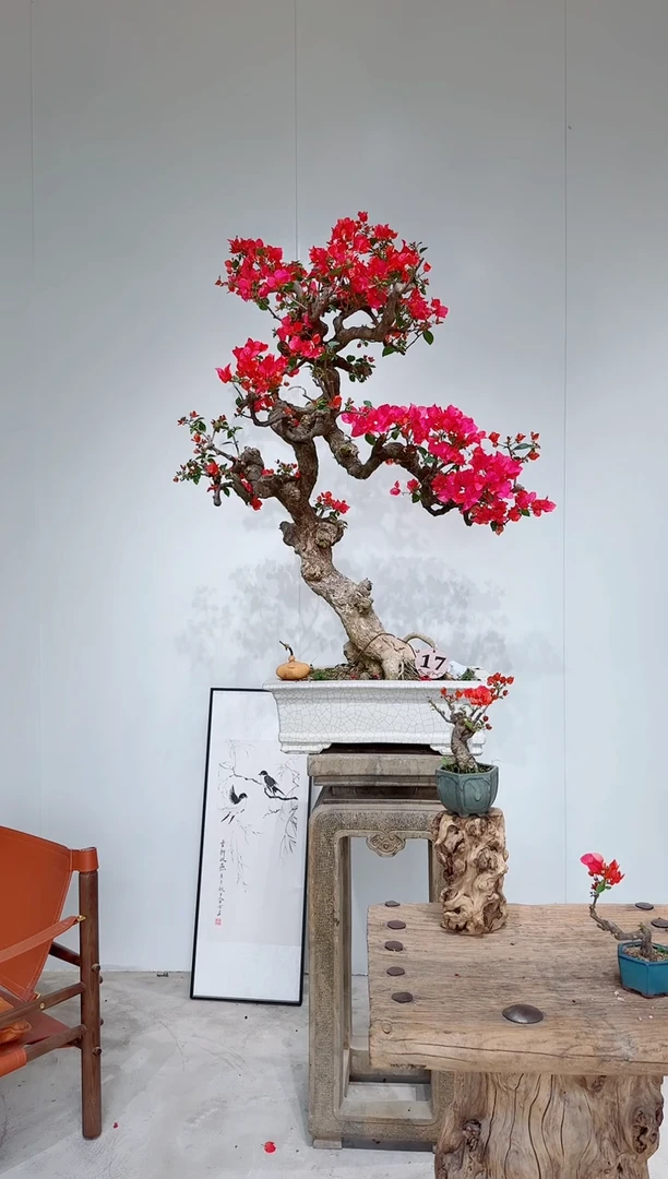 无花朵S****n三角梅同安红