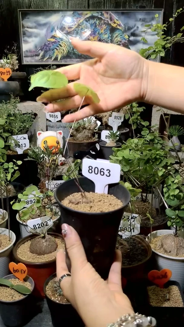 8063号1120福利SP龟甲龙