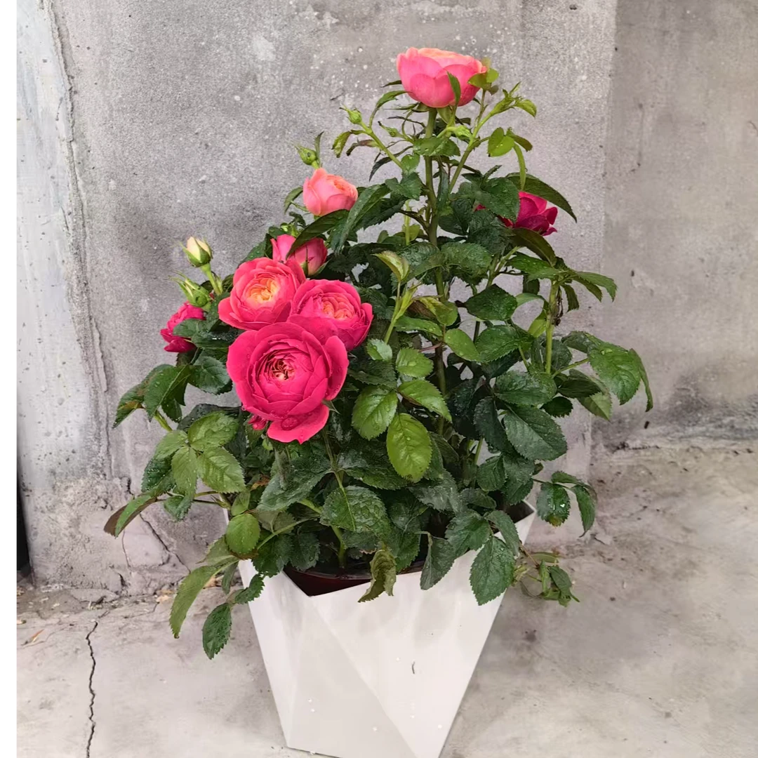 【绝色果汁】月季花卉阳台多季节爆花开花新手易养护(带盆)