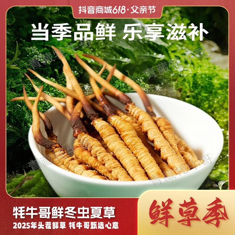 断草【牦牛哥鲜虫草】定向链接 海拔4000米高原天生天养新鲜虫草