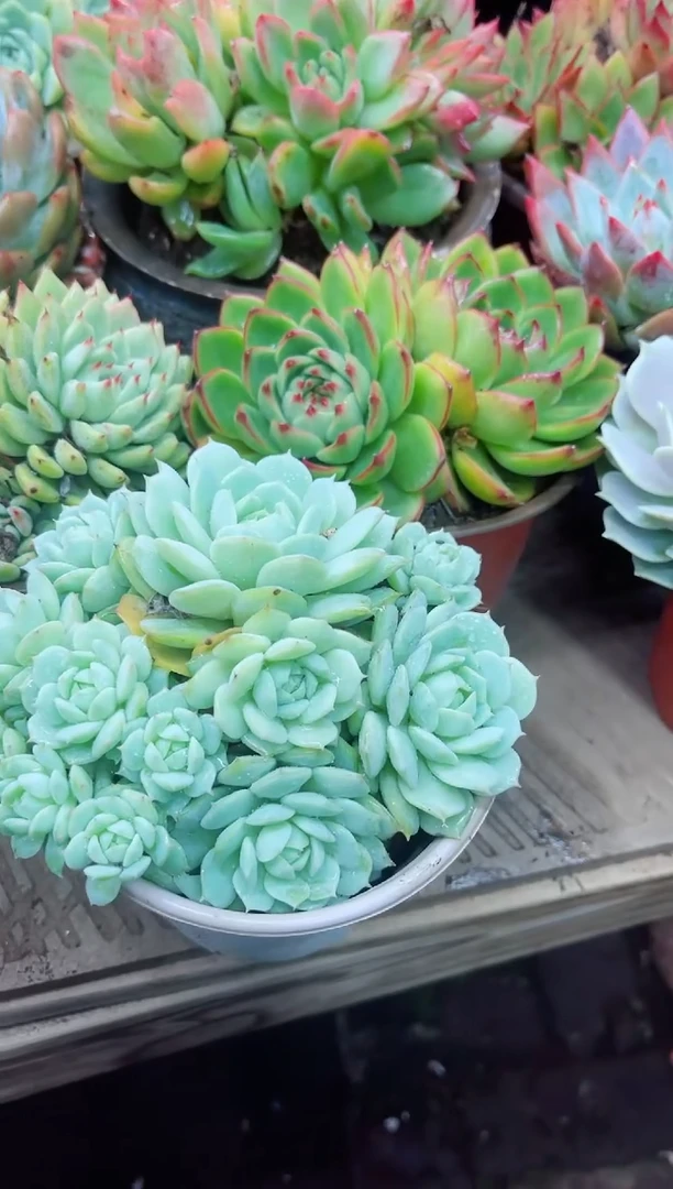 ✨****?11043多肉植物一物一拍