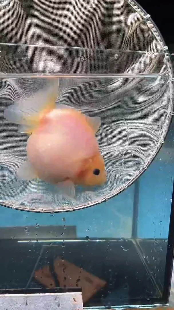 金鱼2单包邮   售后开箱视频
