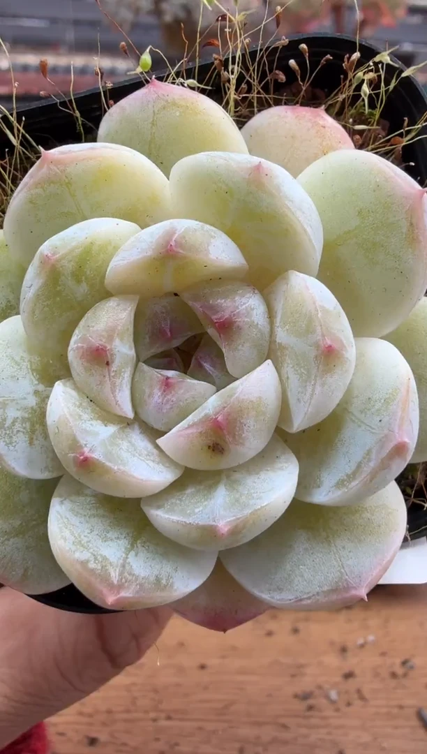 东云多肉园二店-251