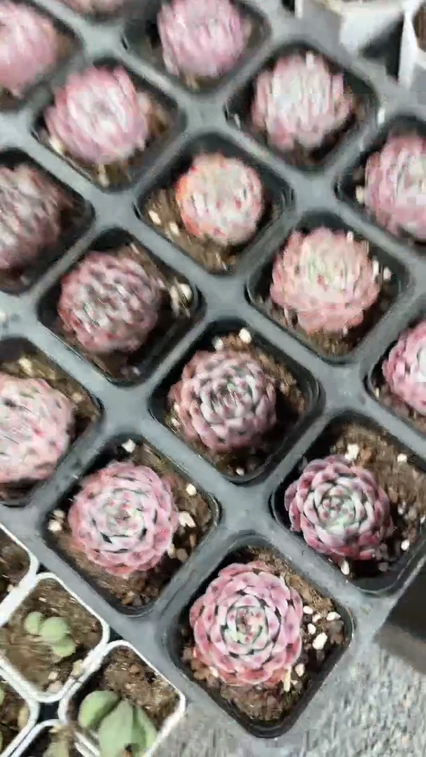 【闪购商品】七方吉娃娃单头多肉