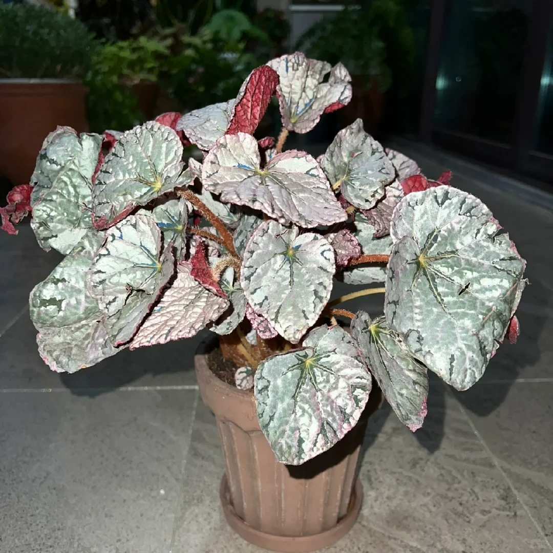 银币秋海棠热植优选大盆花卉盆栽（轻微叶损不包）