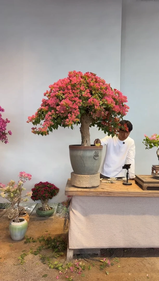 以实际为准三角梅17