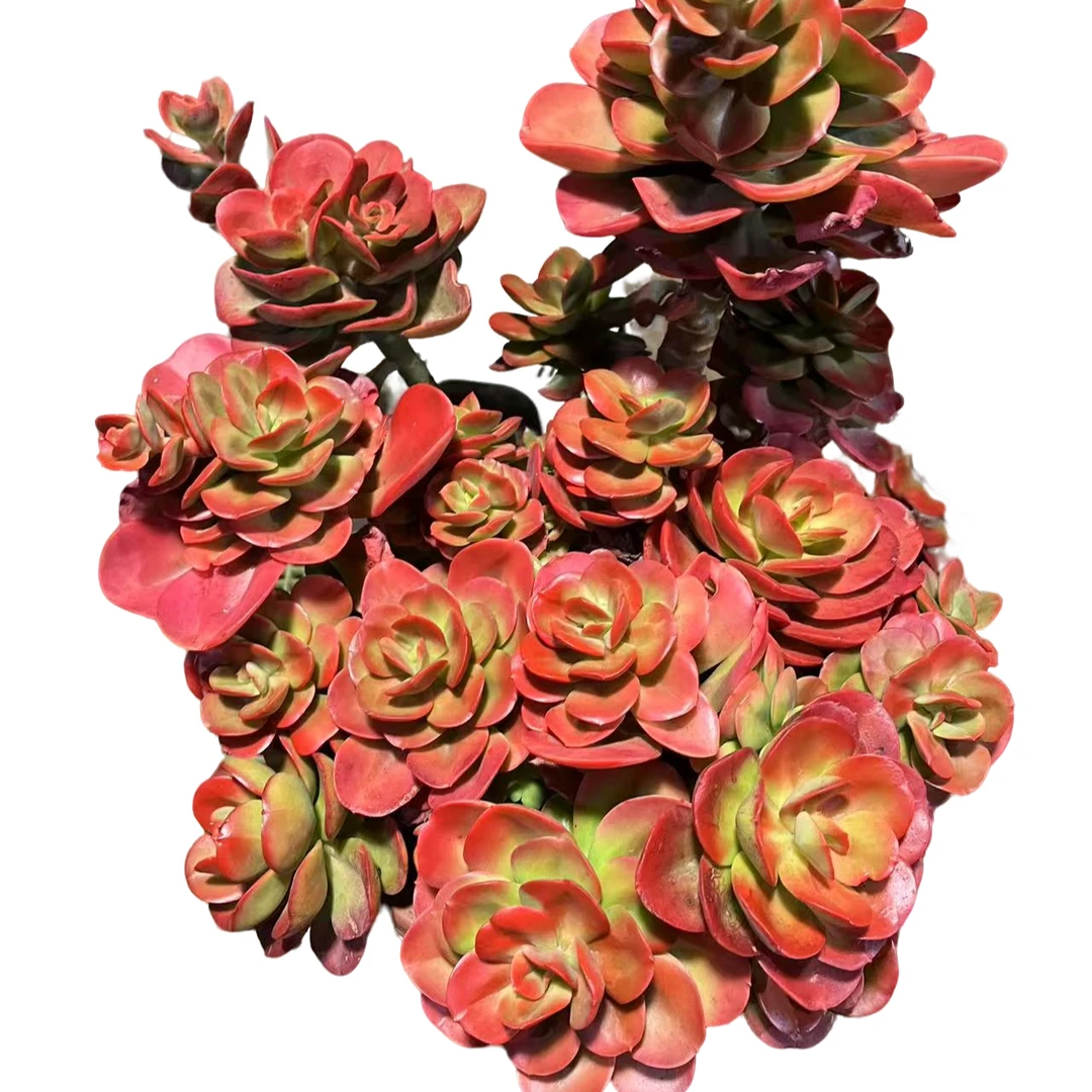 精品多肉   超大号红梅