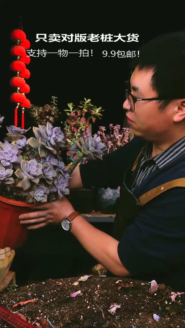 245号160盆红盆紫乐一物一拍