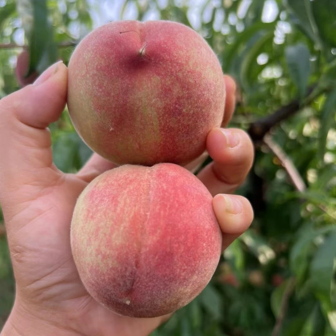 顺丰包邮湖北枣阳桃之乡果园直发，水蜜桃，红桃脆甜，时令大果