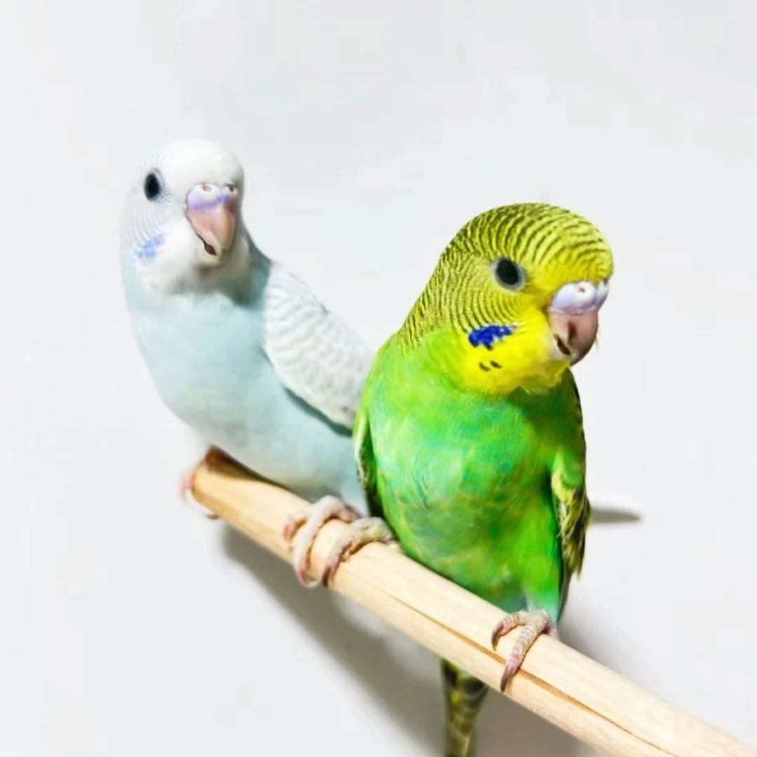 鸟笼2只鹦鹉亲人粘人到家能上手BF
