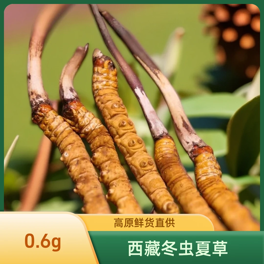 【0.6鲜冬虫夏草】西藏那曲头茬干刷高海拔鲜冬虫夏草