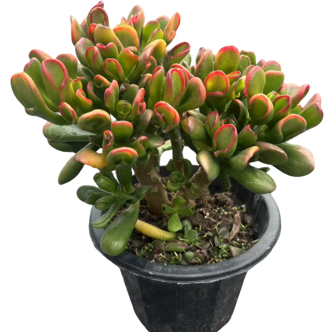 发财树脱土（多肉植物）满19.9包邮 云南基地源头直发新手好养