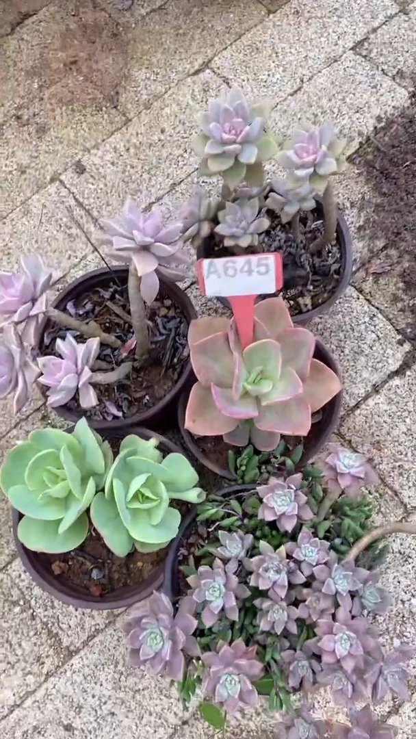 A645购清风花木兰多肉组合脱土发货