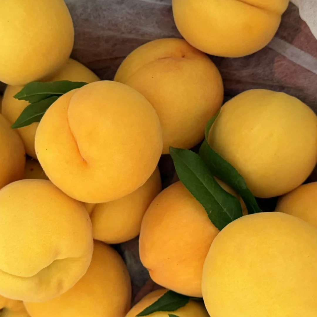 蒙阴黄桃新鲜现摘脆甜多汁脆软两吃当季时令水果