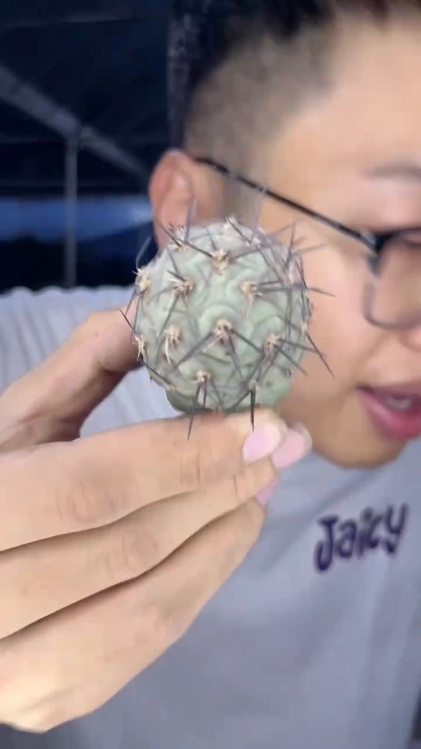 【带根】单头 习志野