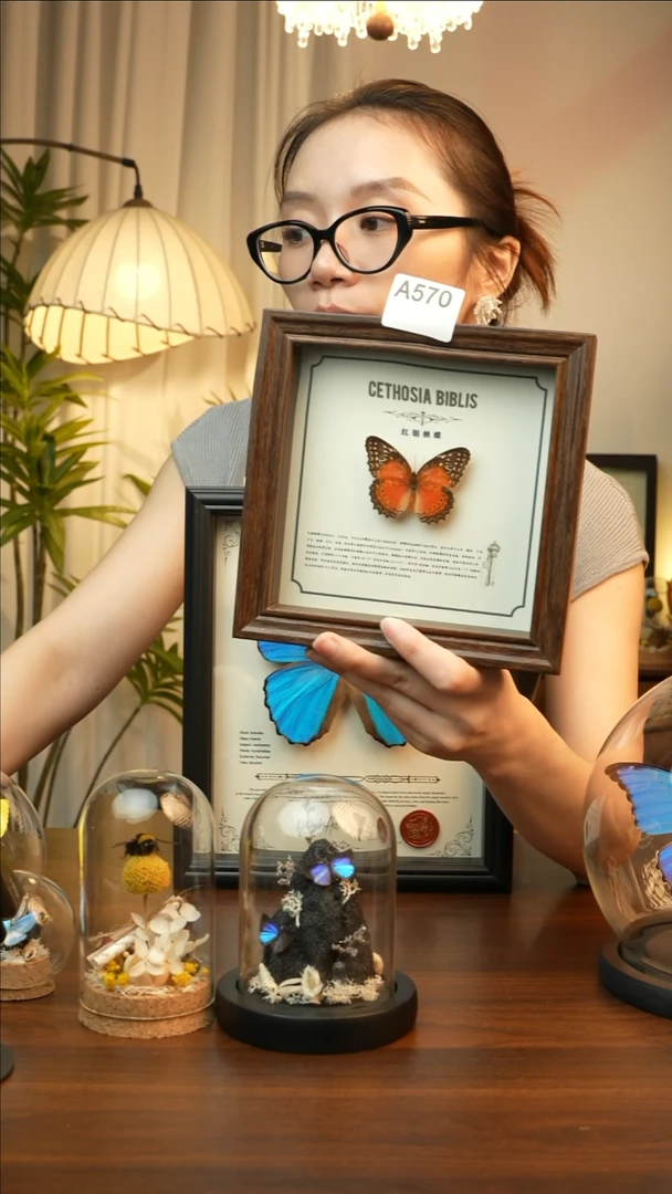 红锯蛱蝶-（6寸方胡桃色新款框）A570