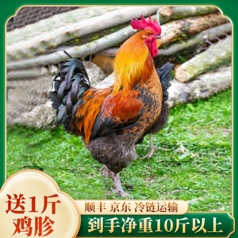 【燕子专属】黑脚大公鸡2只送1斤鸡胗净重10.4斤每只4.7斤