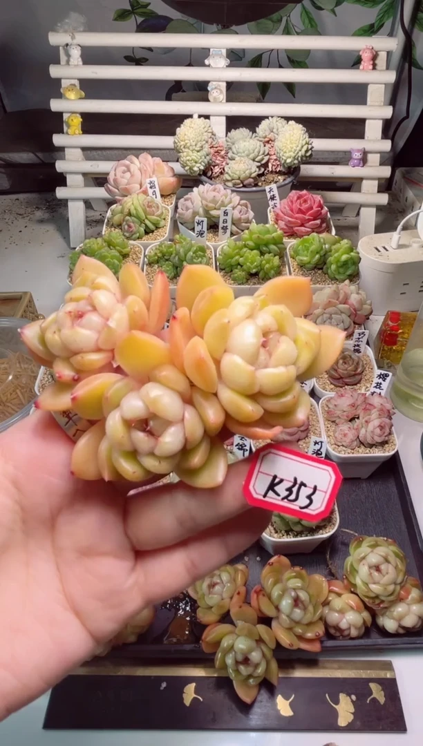 【闪购商品】K353皮埃拉一物一拍