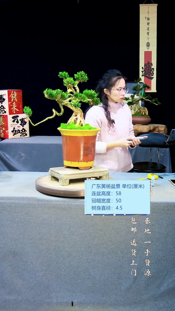 【闪购商品】黄杨盆景黄杨盆景