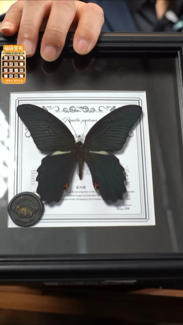 蓝凤蝶盲盒款7寸方框