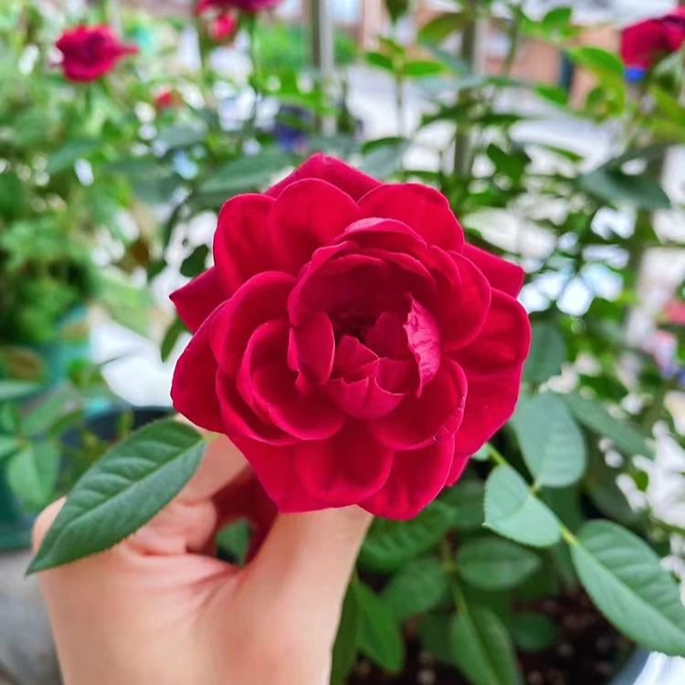 【一物一拍】棒棒糖月季6L嫁接欧月庭院阳台盆栽地栽多季节开花